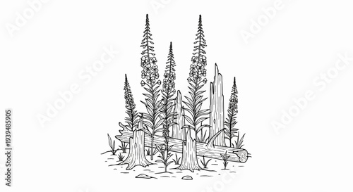 Line drawing of tall, flowering plants growing among fallen logs and stumps