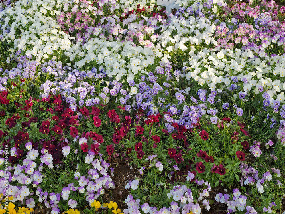 Fototapeta premium A vibrant garden bed filled with diverse blooming flowers in full sunlight