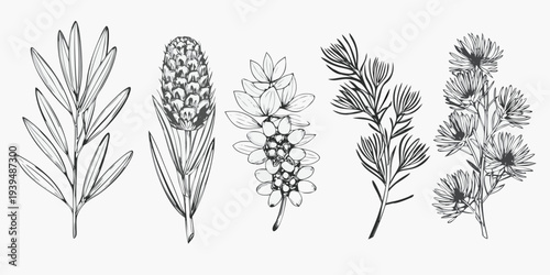 Vintage botanical illustration featuring various plant branches and floral details