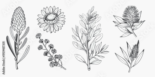 Botanical illustration featuring protea eucalyptus and various foliage