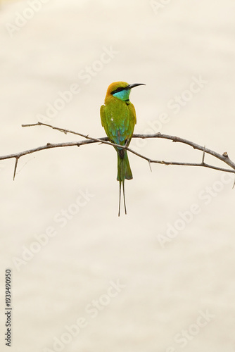 Blue-tailed bee-eater resting on the branch of a tree