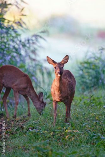 Roe deers feeding and watching the photographer