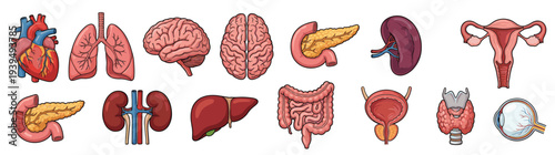 Large collection of hand drawn human internal organ icons including heart lungs brain liver and kidneys for medical education and health design isolated on white background vector