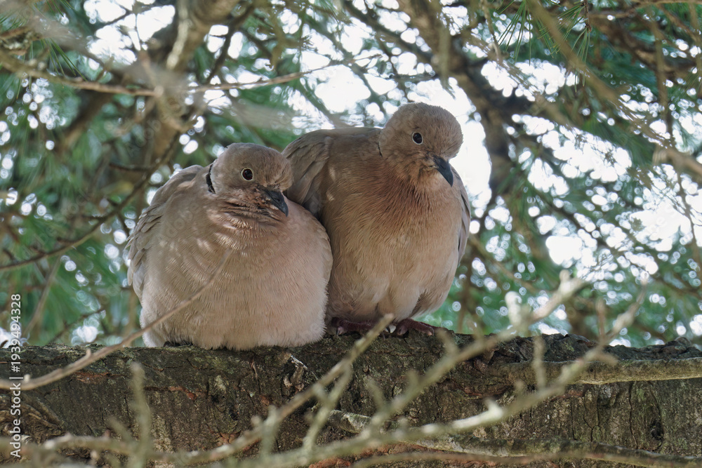 Fototapeta premium pair of collared eurasian doves perched on a branch
