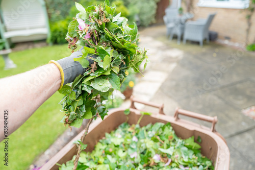 Photos Gardener seen putting cut pink roses into a brown, garden waste wheelie bin