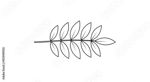 Detailed black and white line drawing of a single leaf branch featuring a central stem and multiple small symmetrical oval leaves.