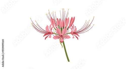 Beautiful illustration of a red spider lily flower with long stamens and pinkish petals isolated on a clean white background.