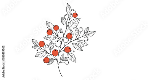 Artistic illustration of a berry branch featuring red and white berries among detailed black line leaves on a plain background.