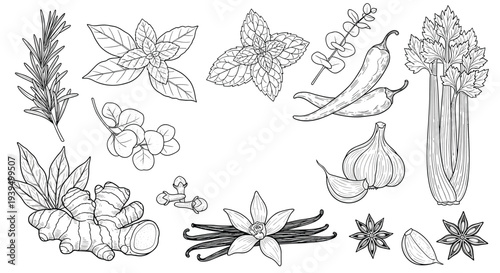 Comprehensive collection of culinary herbs and spices including rosemary, basil, chili, garlic, ginger, and vanilla in detailed engraving style.