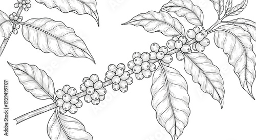 Detailed line art illustration of a coffee plant branch with leaves and ripe berries provides a botanical look for packaging and cafe decor.
