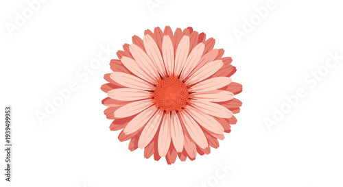 Vibrant peach and pink colored daisy flower in full bloom isolated in the center on a plain white background.