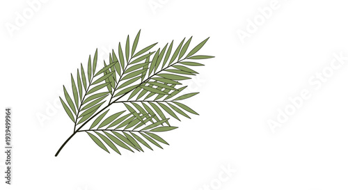 Detailed drawing of several green palm branches with long slender leaves isolated on a plain white background.