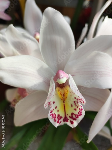 Cymbidium White Orchid