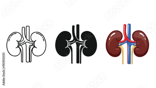Human kidney anatomy stages flat design vector illustration - Flat Design Icon. line icon set - Icon vector - Blue icon vector. Clipart. Icon collection - Line and glyph solid icon and logo template