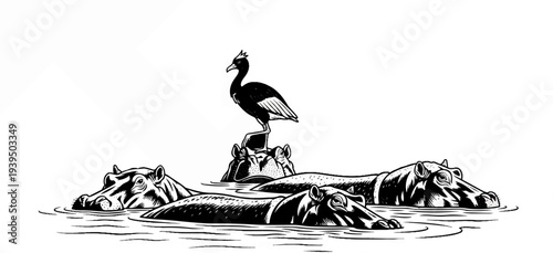 A bird perches on a hippopotamus head amidst other hippos submerged in water