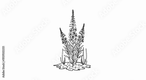 A black and white illustration of a flowering plant with many small blooms