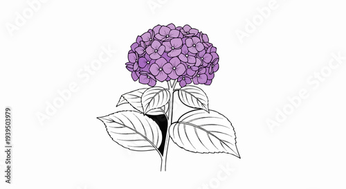 A single purple hydrangea flower with detailed leaves on a white background