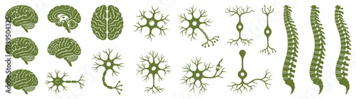 Large collection of green human brain neuron and spinal cord anatomical icons for neurology medical education and healthcare research isolated on white background vector illustration set