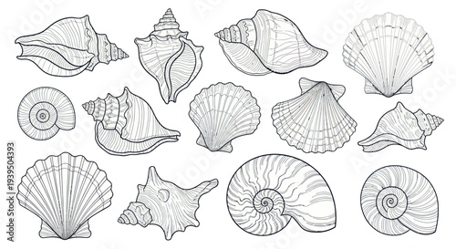 Collection of Hand-Drawn Seashells