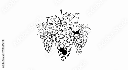 Black and white line drawing of three bunches of grapes with leaves