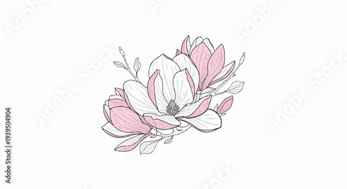Delicate line art illustration of pink and white magnolia flowers with buds and leaves