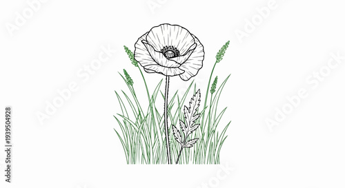 Delicate line art of a single poppy flower in a field of grass