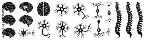 Gemini berkata
Large collection of black human brain neuron and spinal cord anatomical silhouettes for neurology medical education and healthcare research isolated on white background vector illustrat