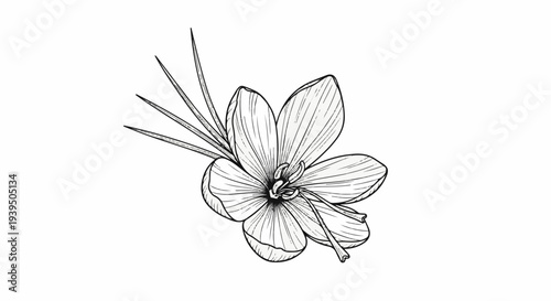 Delicate sketch of a crocus flower with thin petals and stamens
