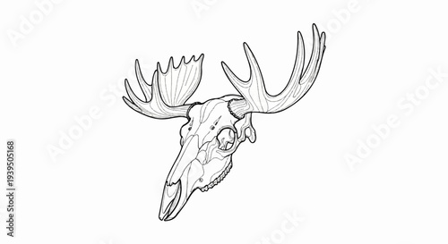 Detailed black and white illustration of a large moose skull with impressive antlers