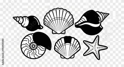Six different seashells and a starfish in a black and white drawing on a transparent background