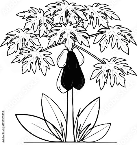 Hand-drawn illustration of a papaya plant with dark fruit
