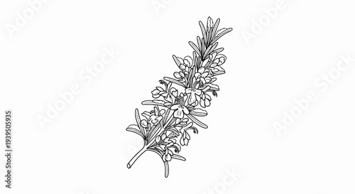 Delicate sketch of a rosemary sprig with small blooms and leaves