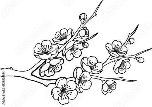 Delicate ink sketch of cherry blossoms adorning a thin branch