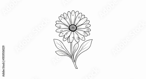 Detailed line drawing of a single daisy with dew drops and green leaves