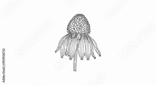 Line drawing of a single purple coneflower with drooping petals