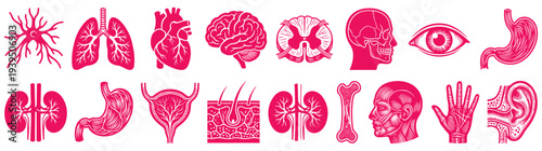 Large collection of magenta pink human internal organ anatomical icons set including heart brain lungs stomach and skull for medical education and healthcare isolated on white background vector