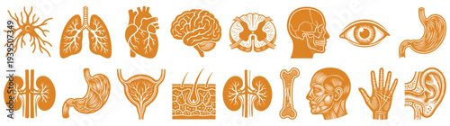 Large collection of orange human internal organs and anatomical icons including heart brain lungs stomach and skull for medical education and healthcare design isolated on white background