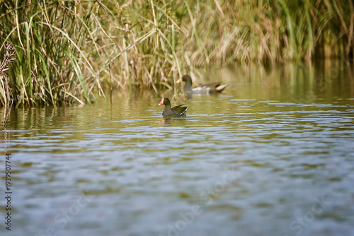 Common Moorhen (Gallinula chloropus) swimming on a calm freshwater canal near dense wetland vegetation. The dark waterbird with a red bill and yellow tip glides across reflective water surface in natu