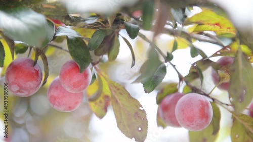 Red Plums on Branch with Dew Drops