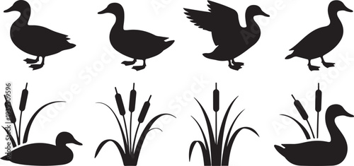group of wild ducks and typhaceae marsh herb with leaves and spike flowers silhouette icon set