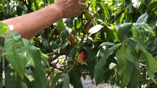 Harvesting Ripe Nectarines from Tree in Orchard