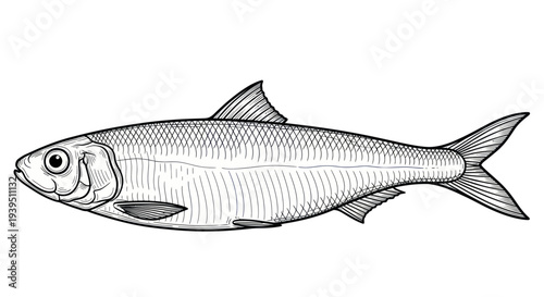 Herring Fish Drawing Black and White Isolated on White Background