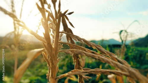 Rice Fields at Sunset with Mountain Valley Landscape