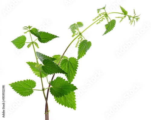 Nettle plant isolated on white background. Green common nettle, burn nettle, stinging nettle or Urtica dioica. Medicinal and culinary herb. Clipping path.