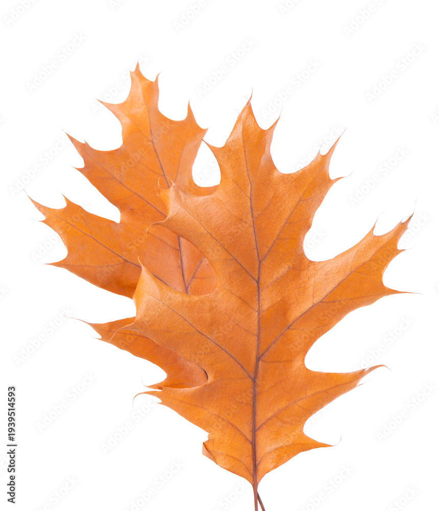 Obraz premium Oak leaf isolated on white background. Yellow autumn oak leaves. Clipping path. Top view.