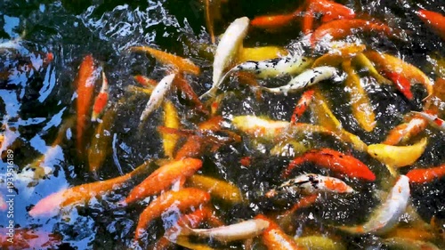 Vibrant Koi Fish School Swimming in Clear Pond Water