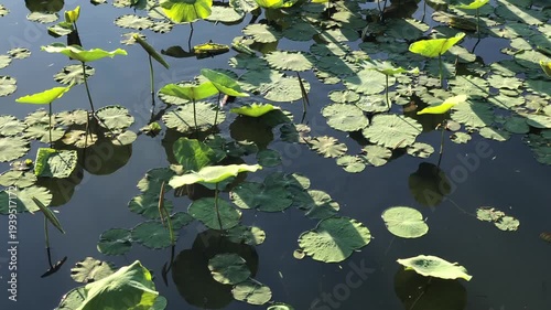 Waterfowl Gliding Through Lily Pad Garden Pond