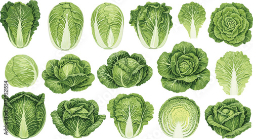 Set of Fresh Green Cabbage Varieties, Including Napa Cabbage, Savoy, Bok Choy, and Lettuce Heads, Isolated for Healthy Food Graphic Design