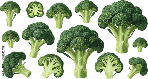 Set of Fresh Green Broccoli Florets and Whole Broccoli Heads, Including Cross Sections, Isolated on White Background for Healthy Food Design