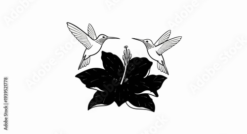 Two hummingbirds hover near a large black hibiscus flower